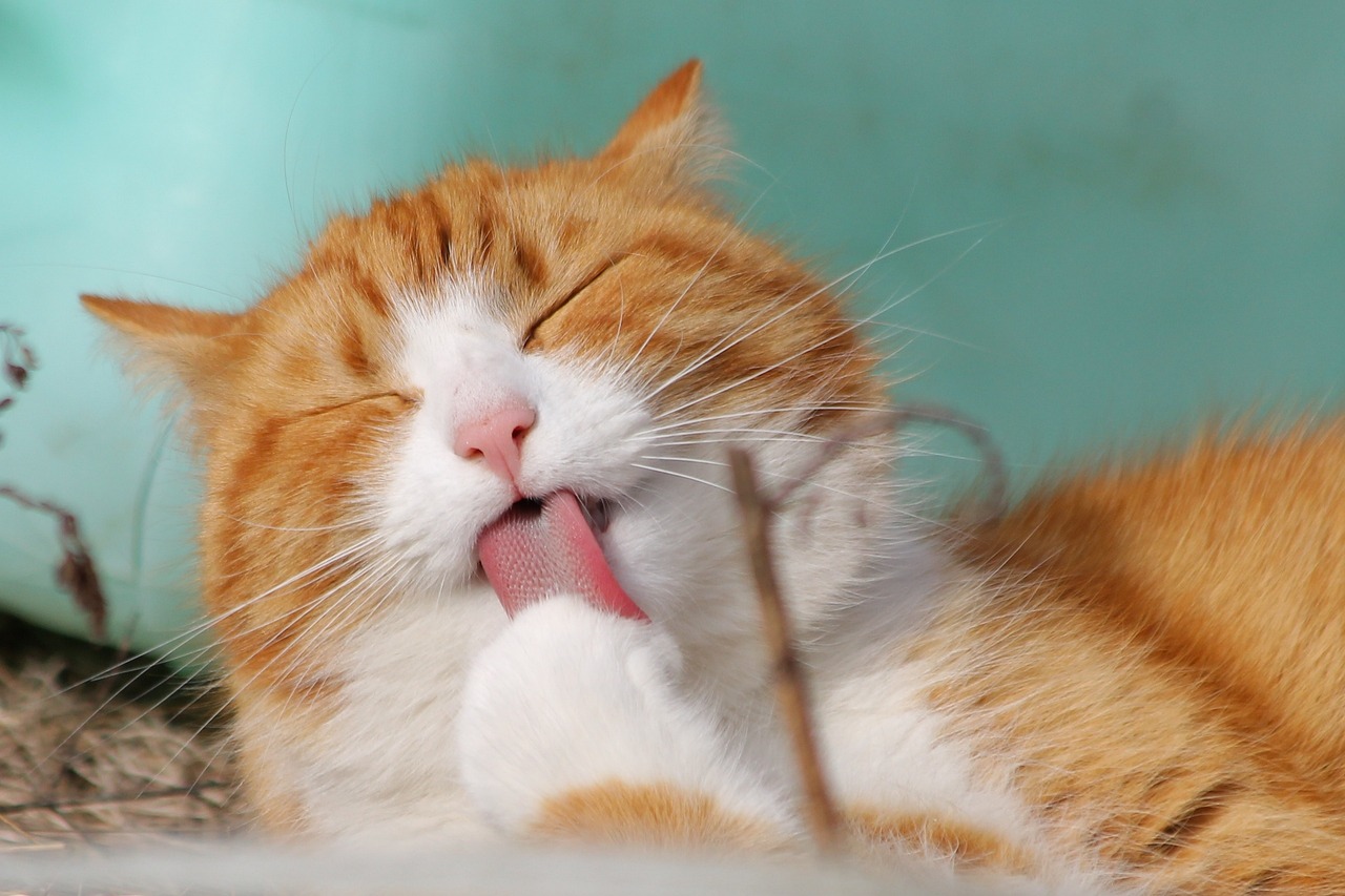 The Benefits of Feeding Cats Wet Food